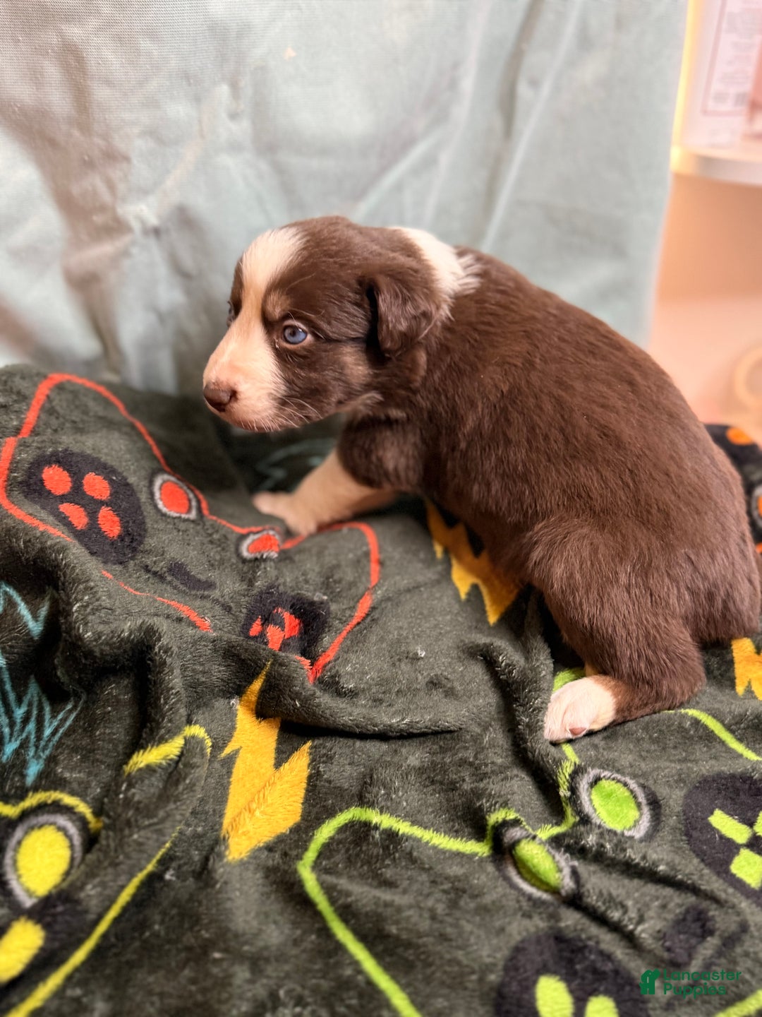 Mixed Breed dogs for sale: Cookie - Ad 2