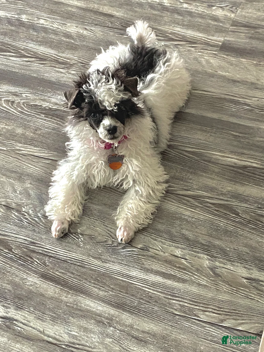 Miniature Poodle dogs for sale: Miniature Poodle Puppy 1 - Ad 1