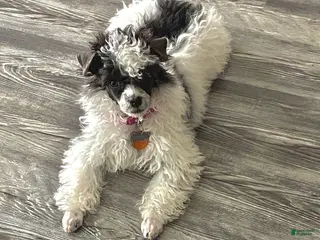 Miniature Poodle dogs Miniature Poodle Puppy 1 - Ad 29