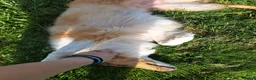 Collie dogs for sale: Tinkerbell - Ad 2