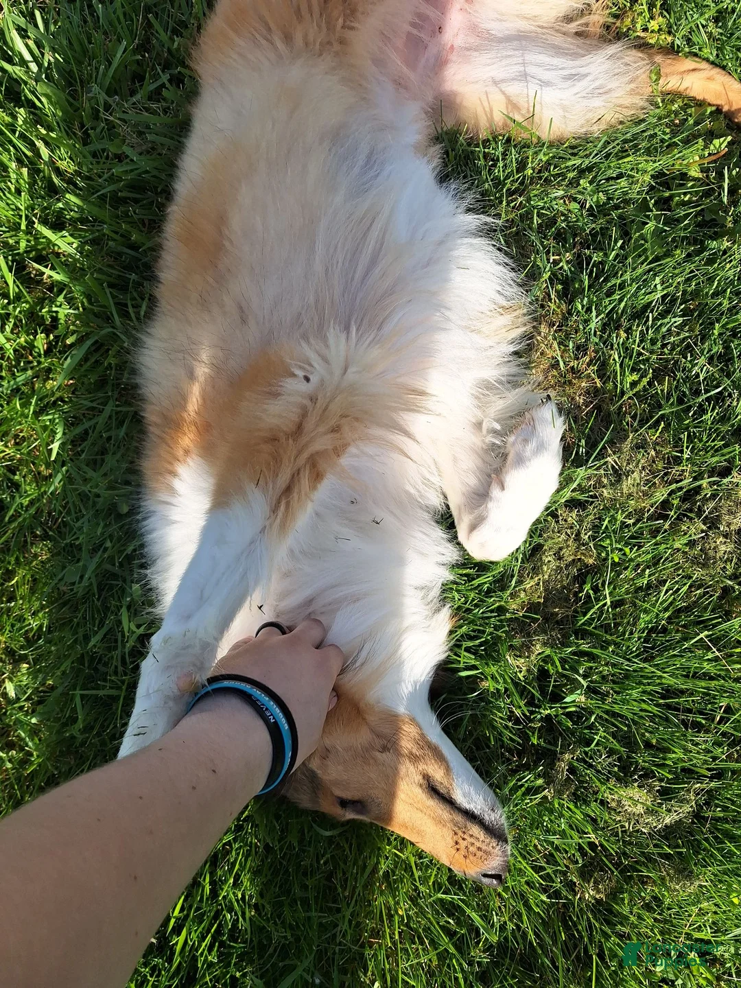Collie dogs for sale: Tinkerbell - Ad 2