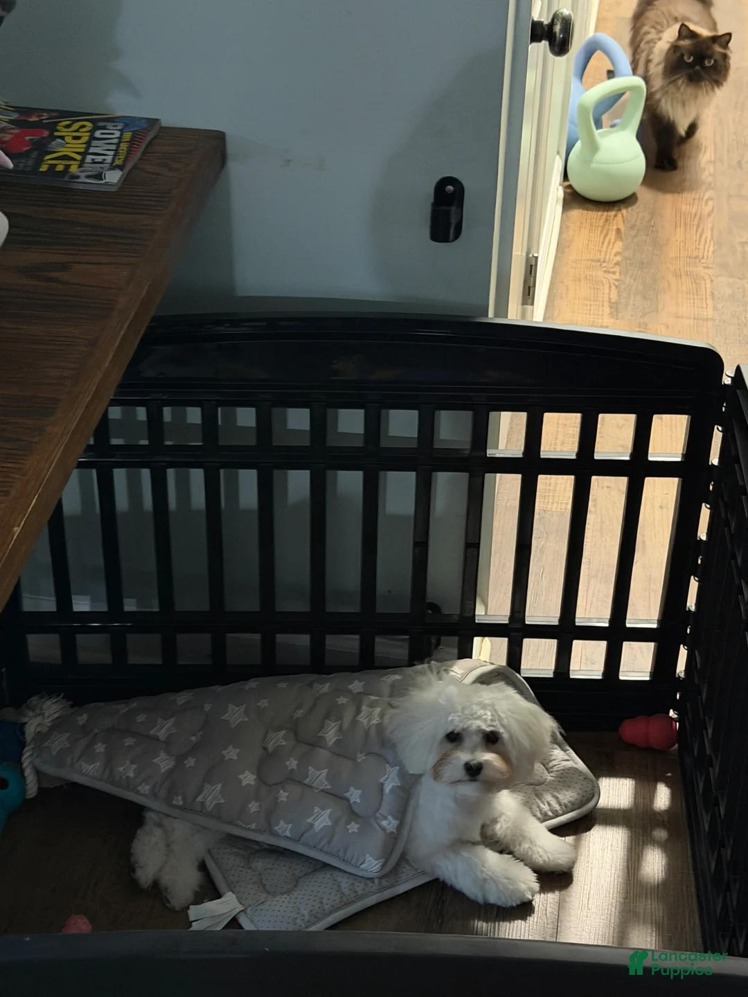 Maltese dogs for sale: Maltese Puppy 1 - Ad 2