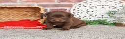 Labrador Retriever dogs for sale: Lynn  - Ad 1