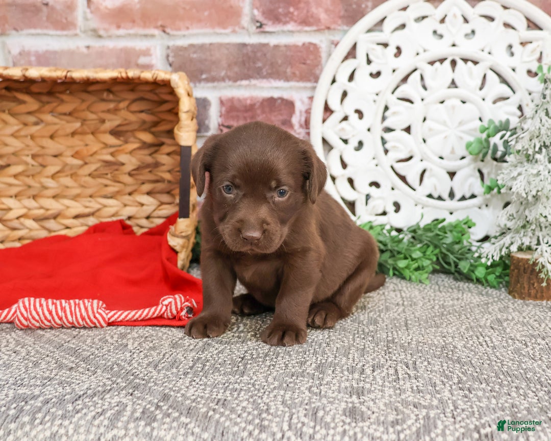 Labrador Retriever dogs for sale: Lynn  - Ad 1