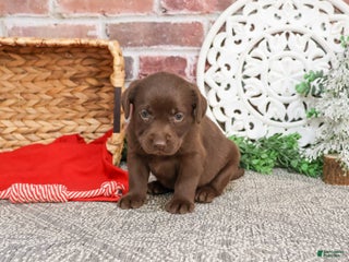 Labrador Retriever dogs Lynn - Ad 21