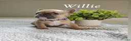 French Bulldog dogs for sale: Willie - Ad 2