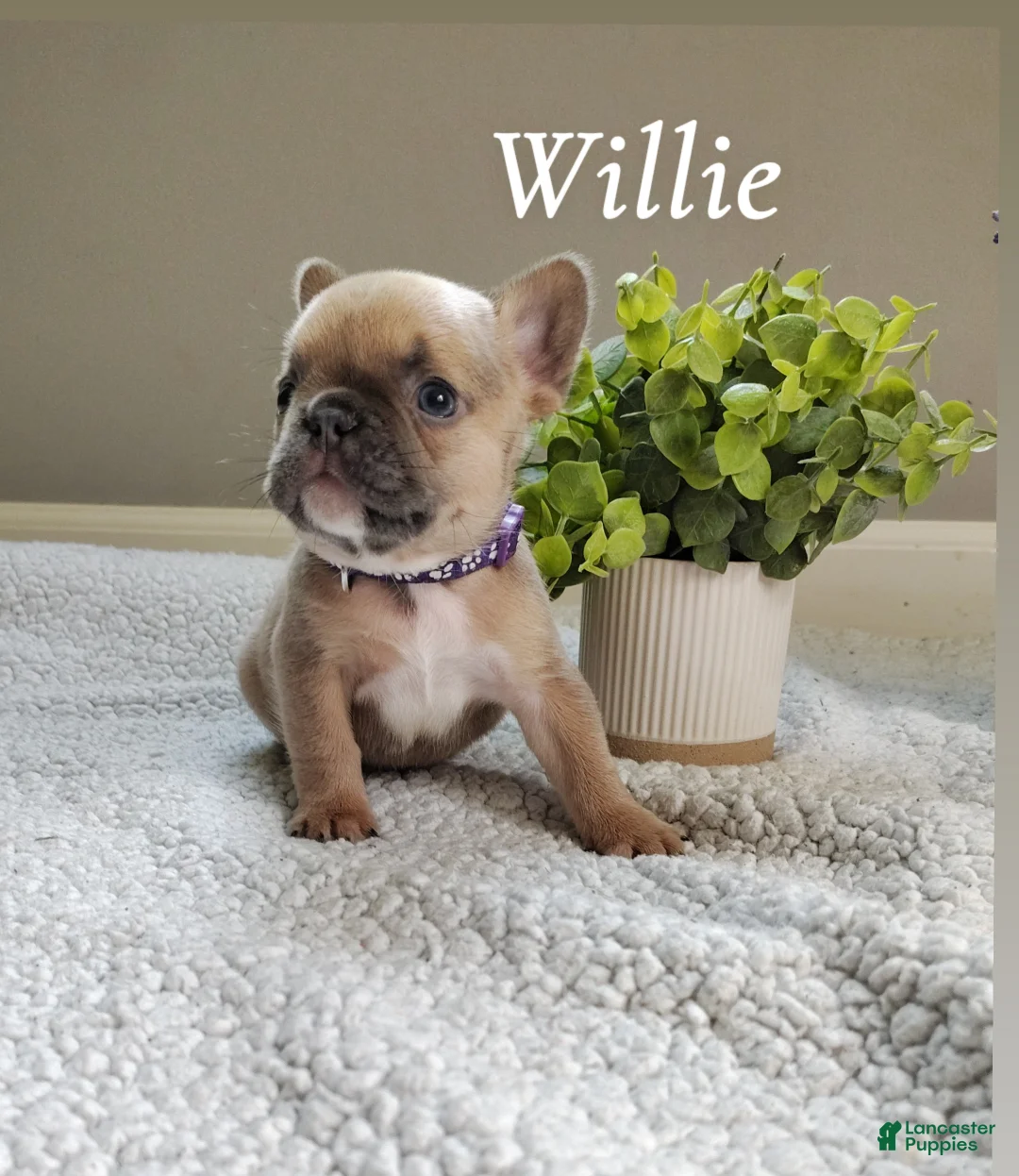 French Bulldog dogs for sale: Willie - Ad 2