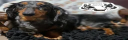 Miniature Dachshund dogs for sale: Olaf - Ad 2