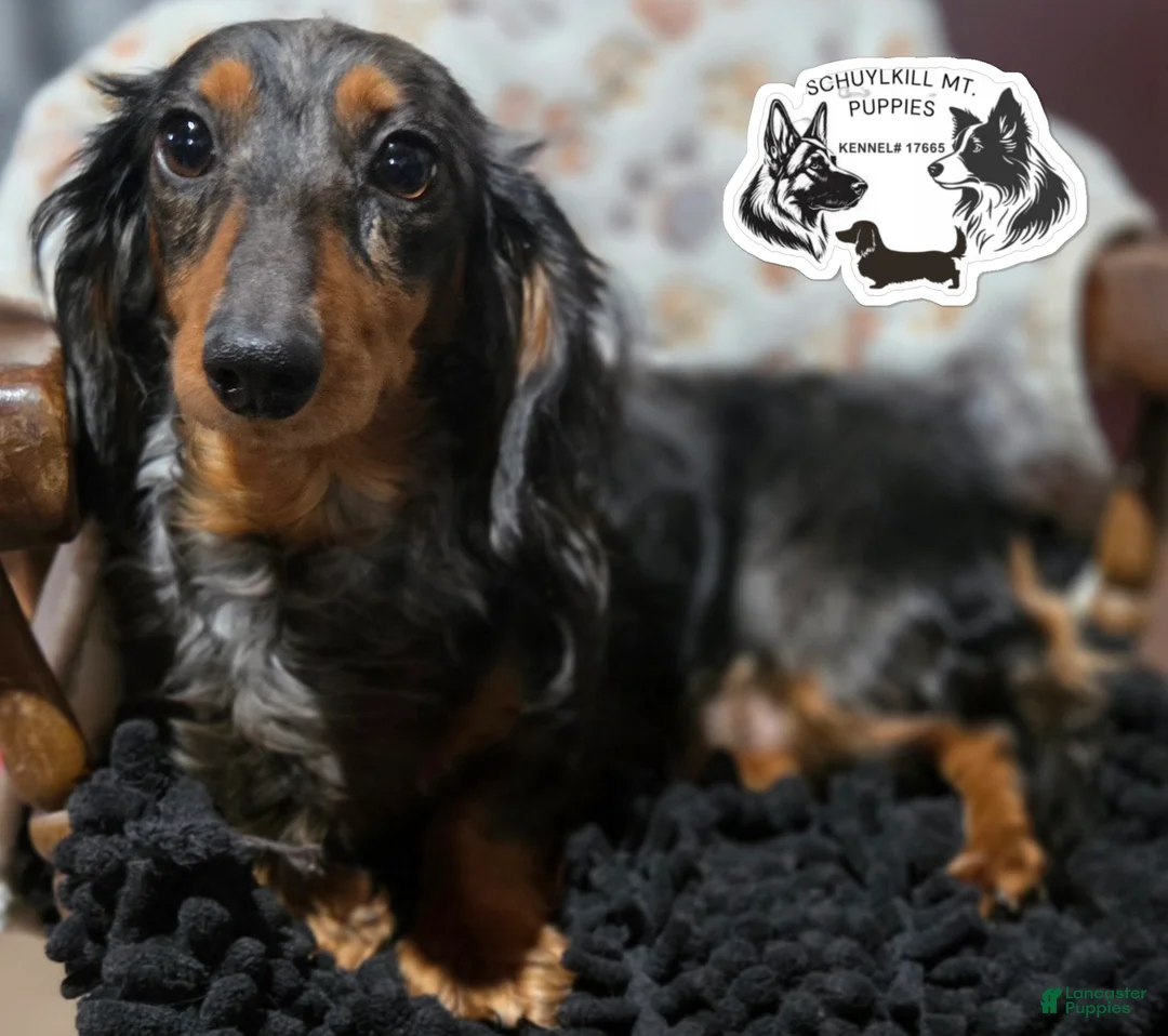 Miniature Dachshund dogs for sale: Olaf - Ad 2
