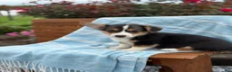 Welsh Corgi Pembroke dogs for sale: Jett - Ad 5