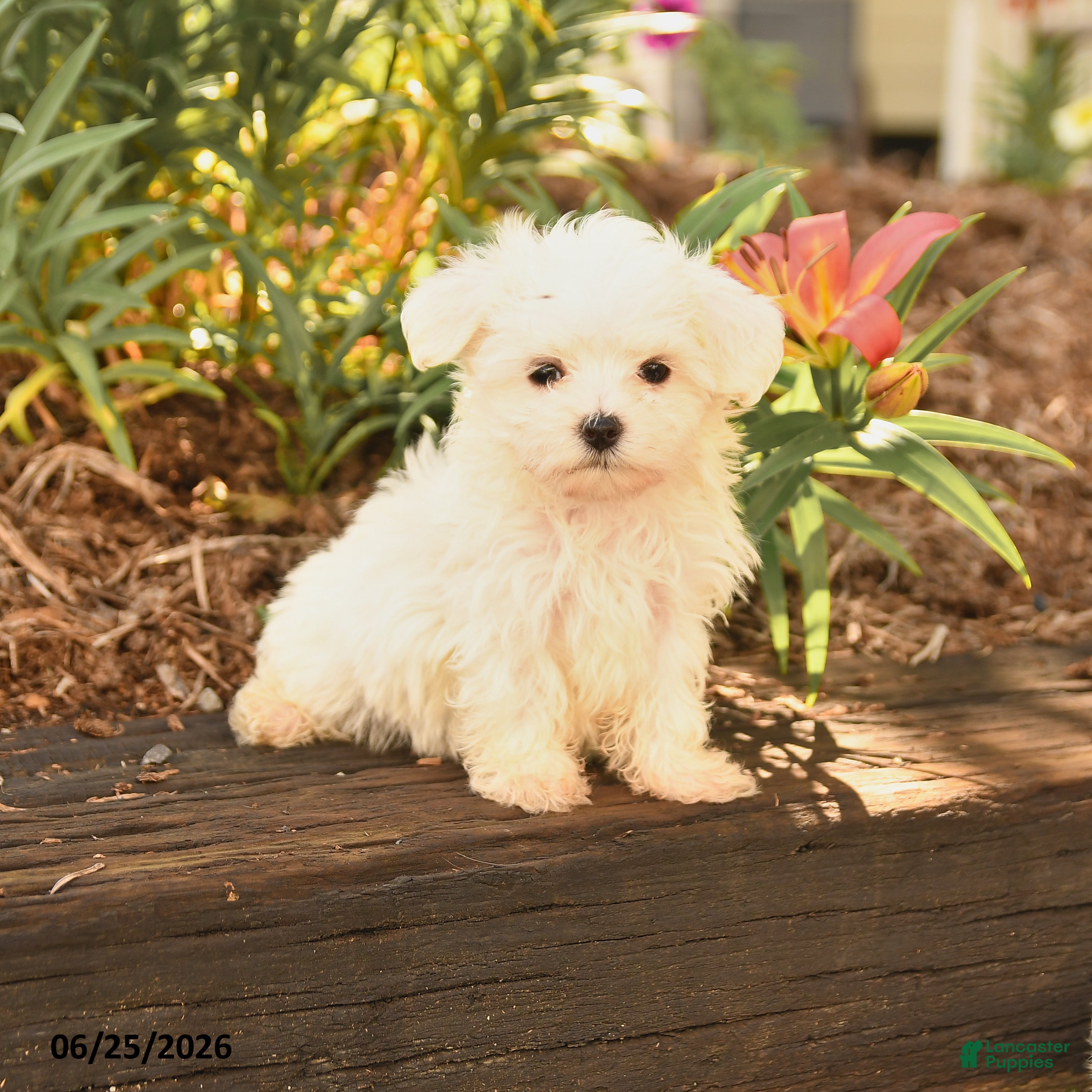 Maltese dogs Russel - Ad 1