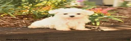 Maltese dogs for sale: Russel - Ad 1