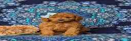 Mini Goldendoodle dogs for sale: Taylor 9 lbs Full Grown - Ad 3