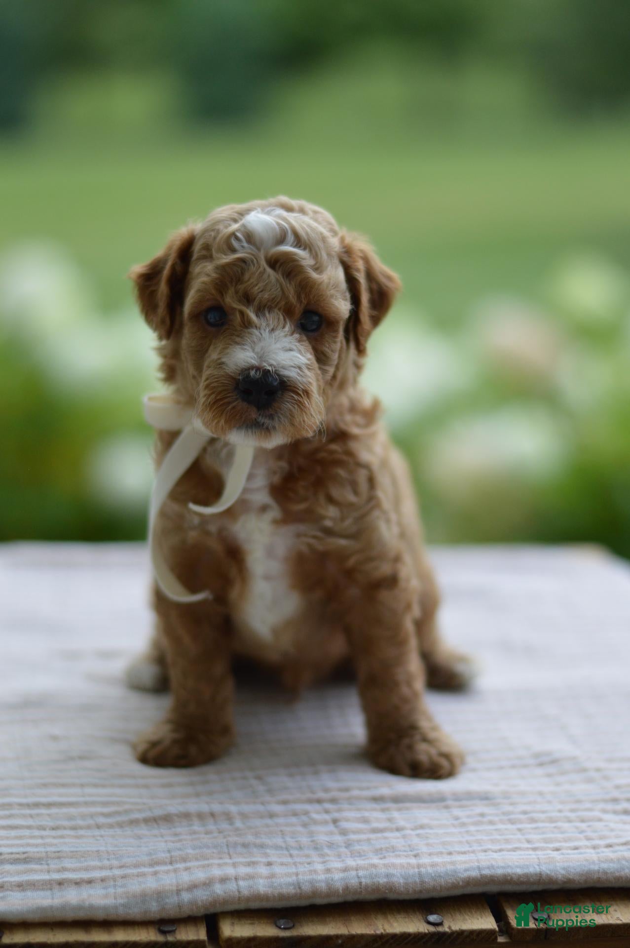 Mini Goldendoodle dogs November - Ad 1