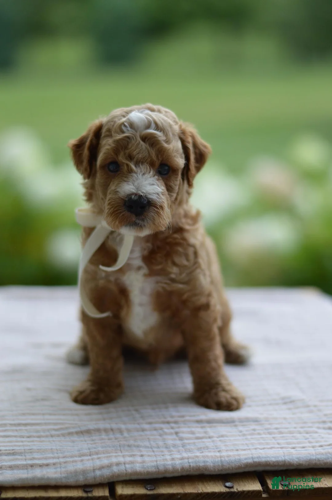 Mini Goldendoodle dogs for sale: November - Ad 1