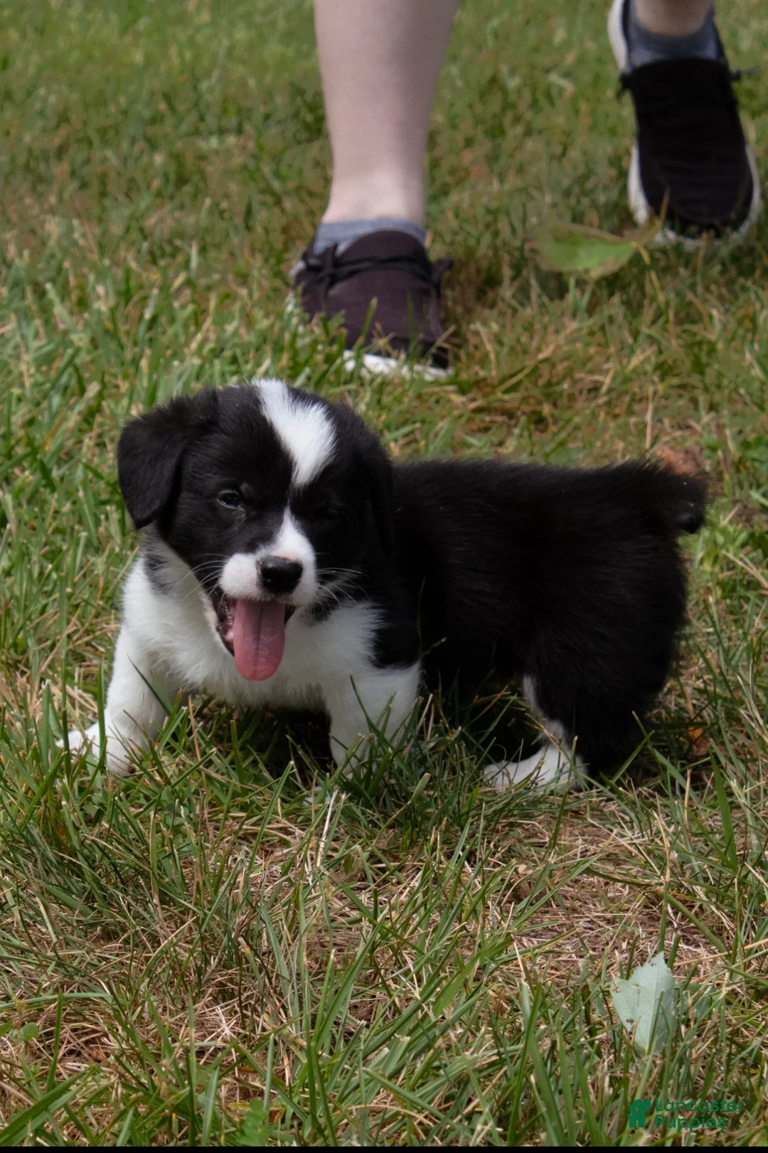 Welsh Corgi Pembroke dogs for sale: Welsh Corgi Pembroke 4 - Ad 2