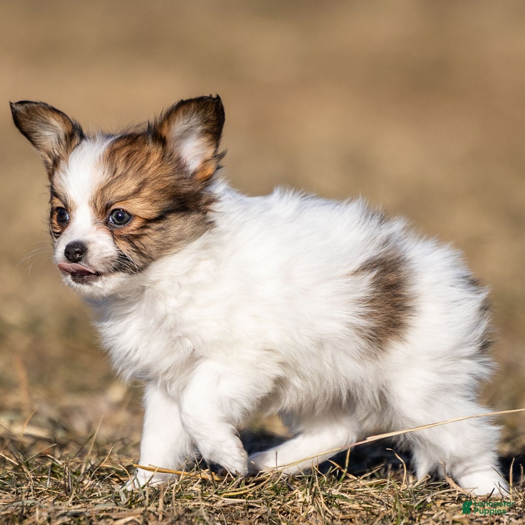 Papillon dogs for sale: Donte - Ad 3