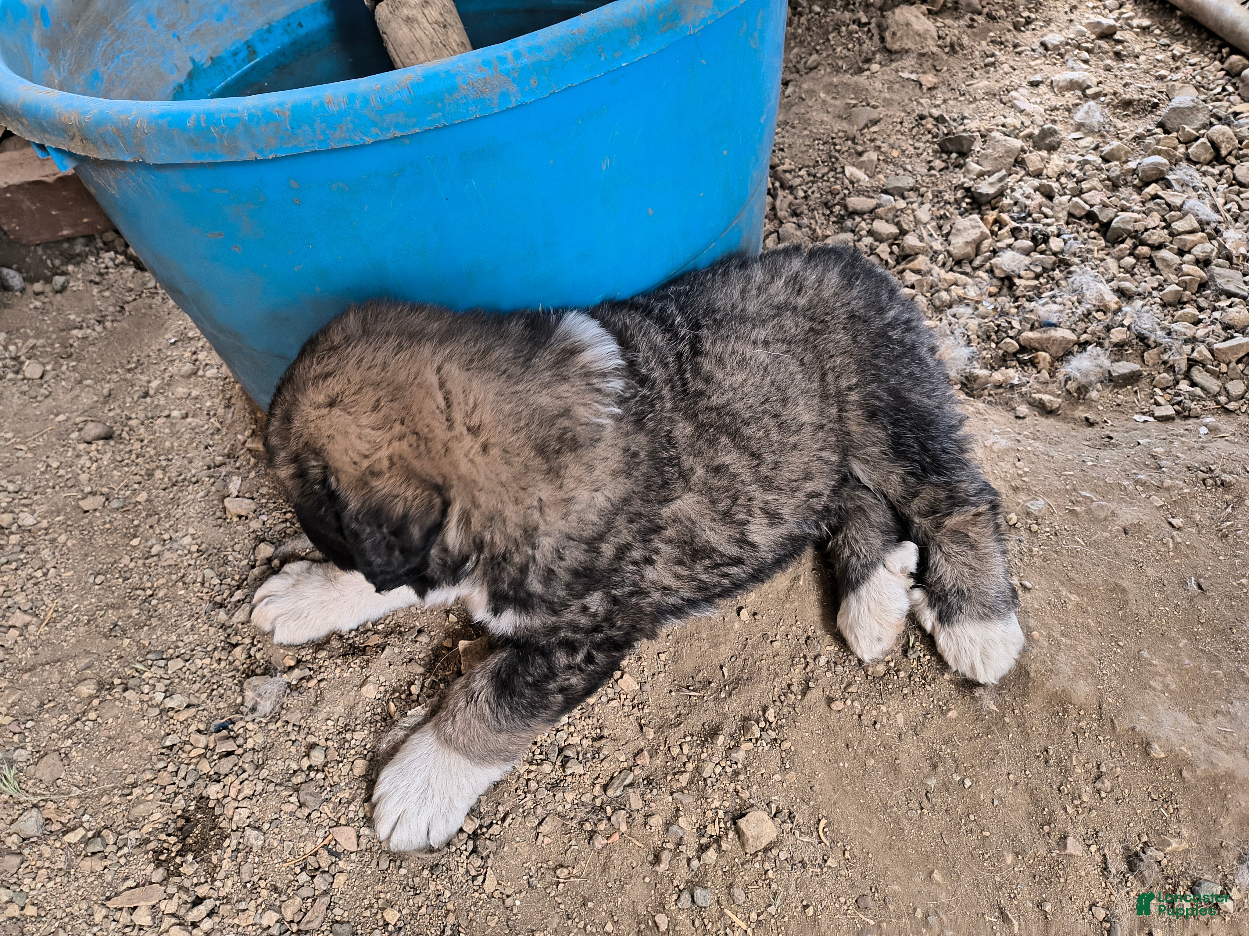 Mixed Breed dogs  3 - Ad 1