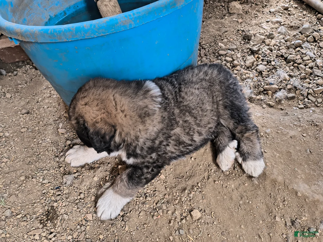 Mixed Breed dogs for sale:  3 - Ad 1