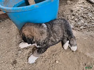 Mixed Breed dogs for sale: 3 - Ad 3