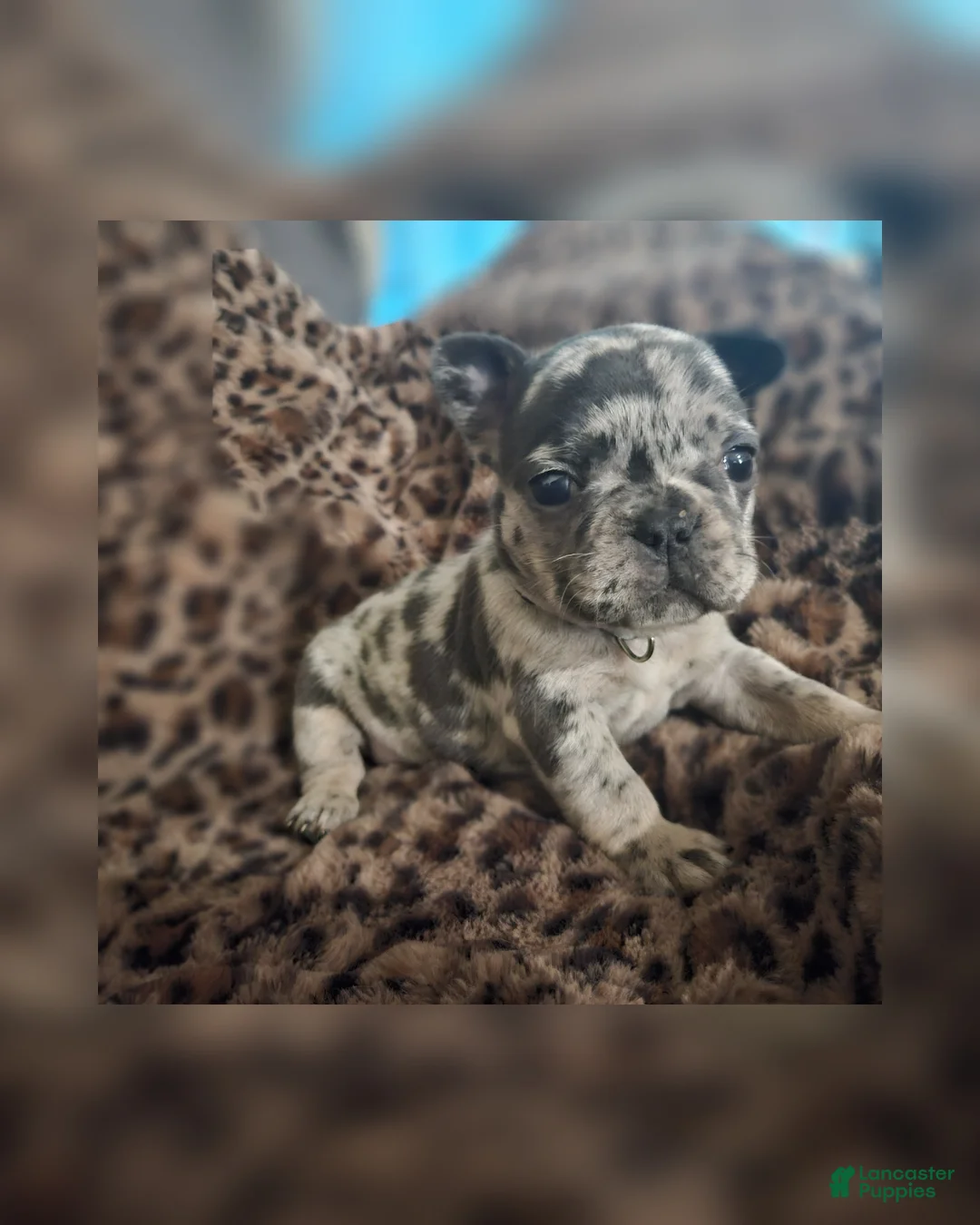 French Bulldog dogs for sale: French Bulldog Puppy 2 - Ad 2