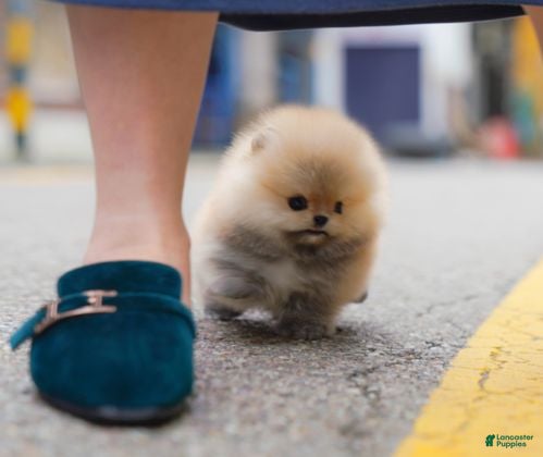 Pomeranian dogs Pomeranian 6 - Ad 10