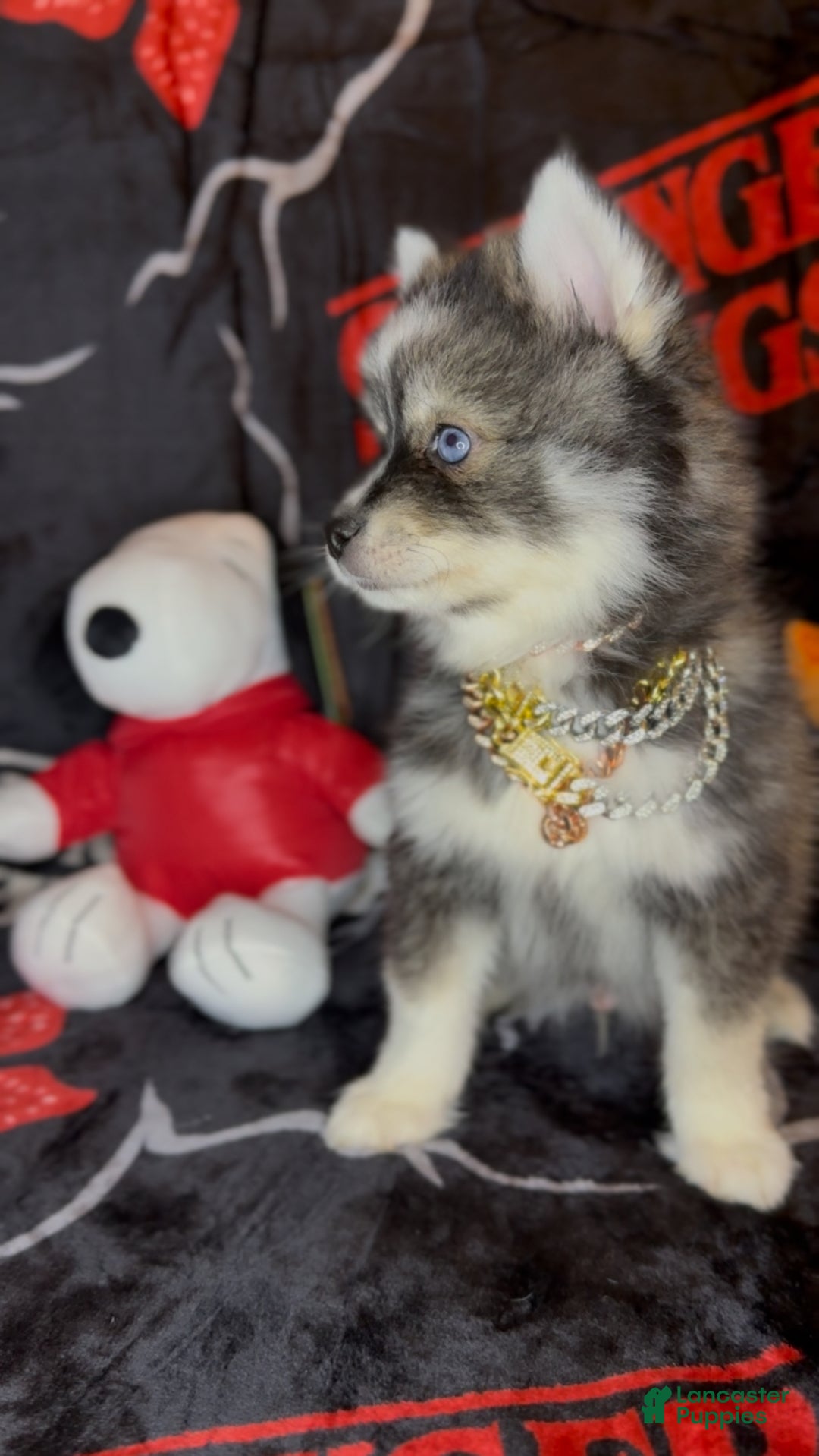Pomsky dogs for sale: Loki (Mini Pomsky Pup) will be less than 10lbs - Ad 2