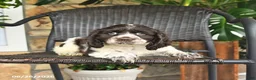 English Cocker Spaniel dogs for sale: Caramel - Ad 1