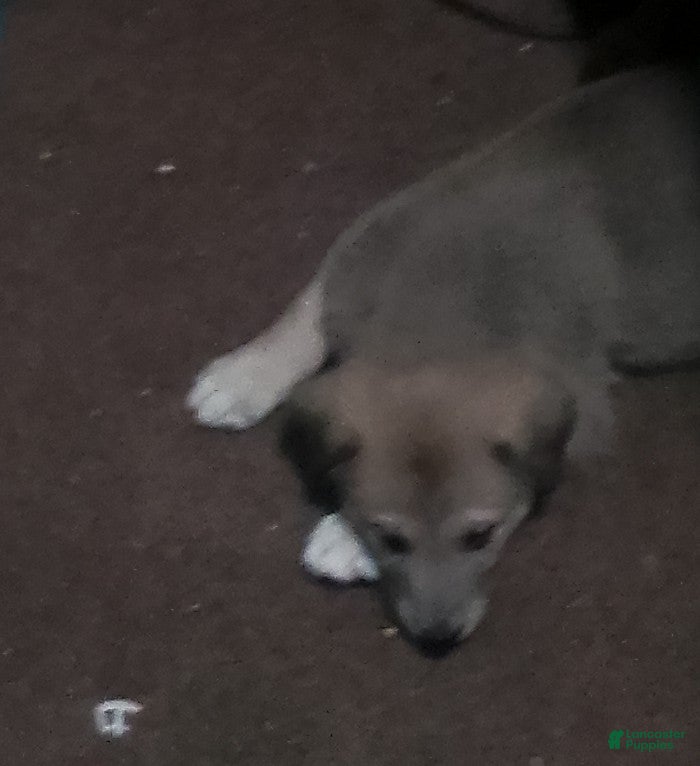 Mixed Breed dogs Bear Bear - Ad 26