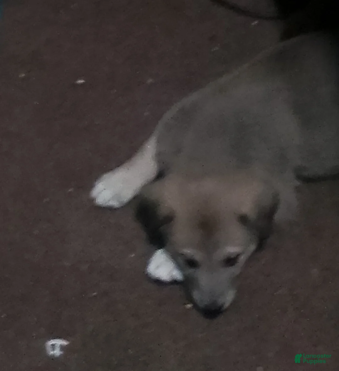 Mixed Breed dogs for sale: Bear Bear - Ad 1