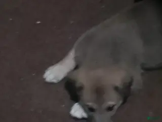 Mixed Breed dogs Bear Bear - Ad 6