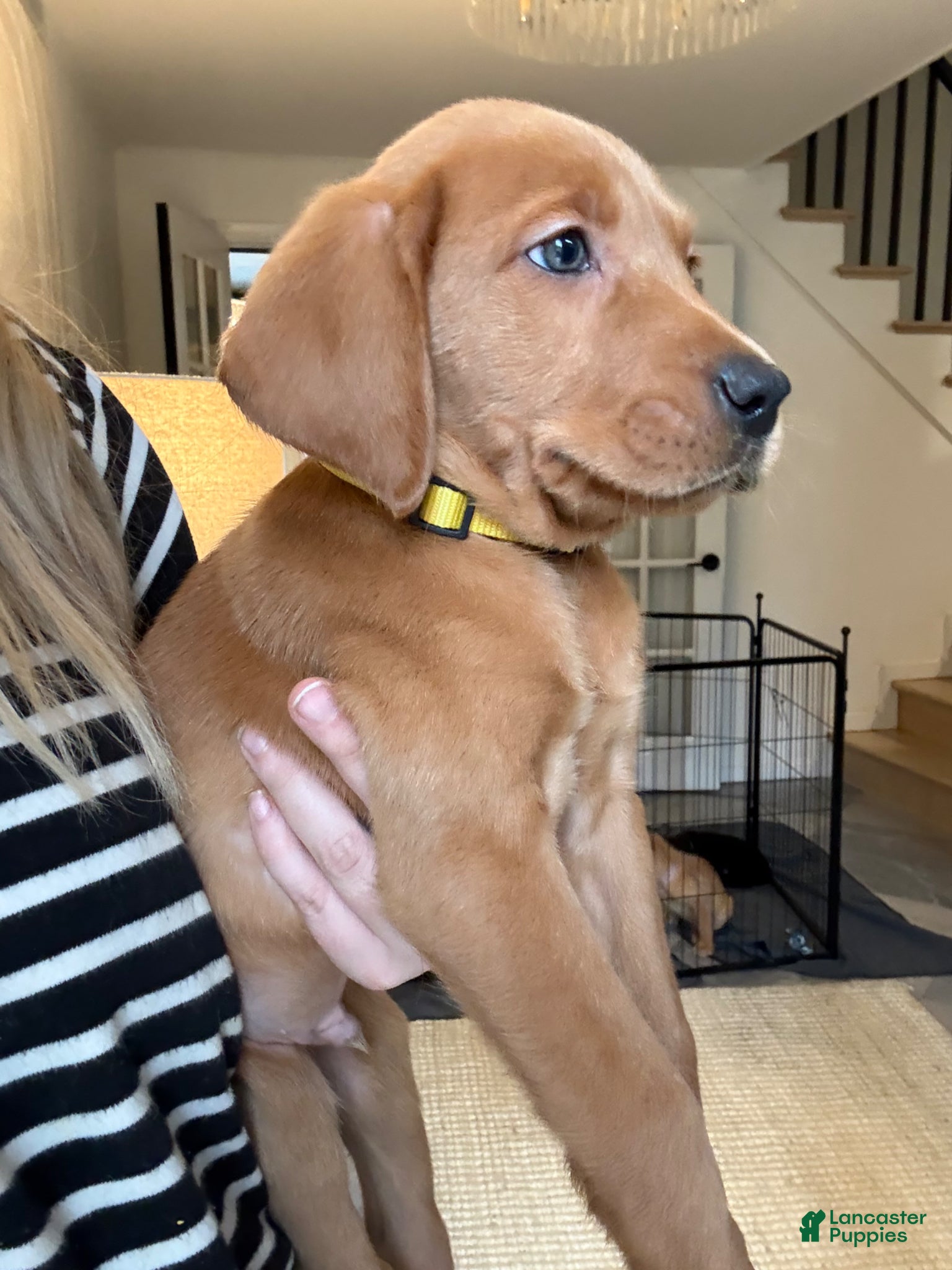 Labrador Retriever dogs Yellow Collar Male - Ad 2