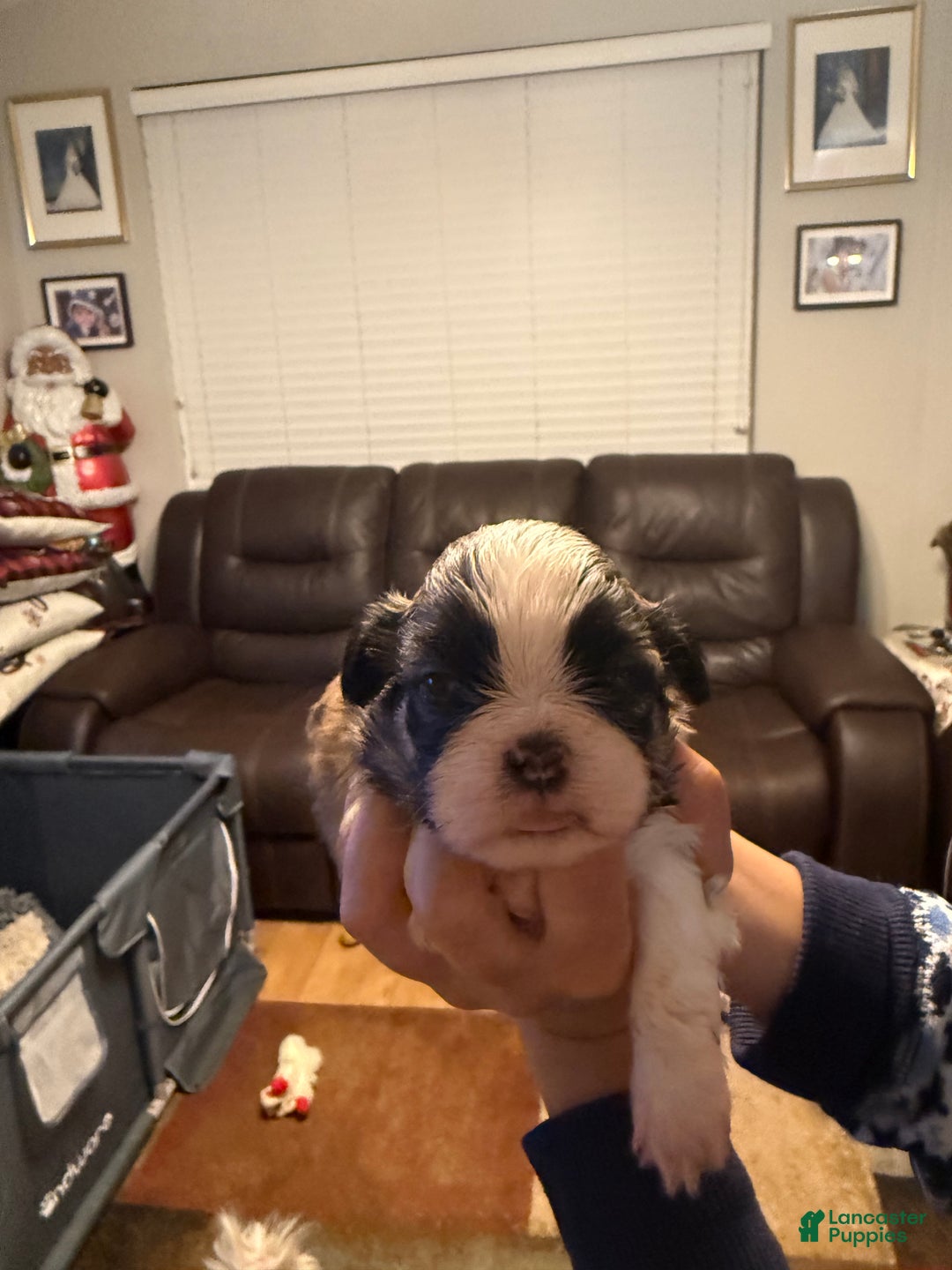 Shih Tzu dogs for sale: Shih Tzu Puppy 2 - Ad 3