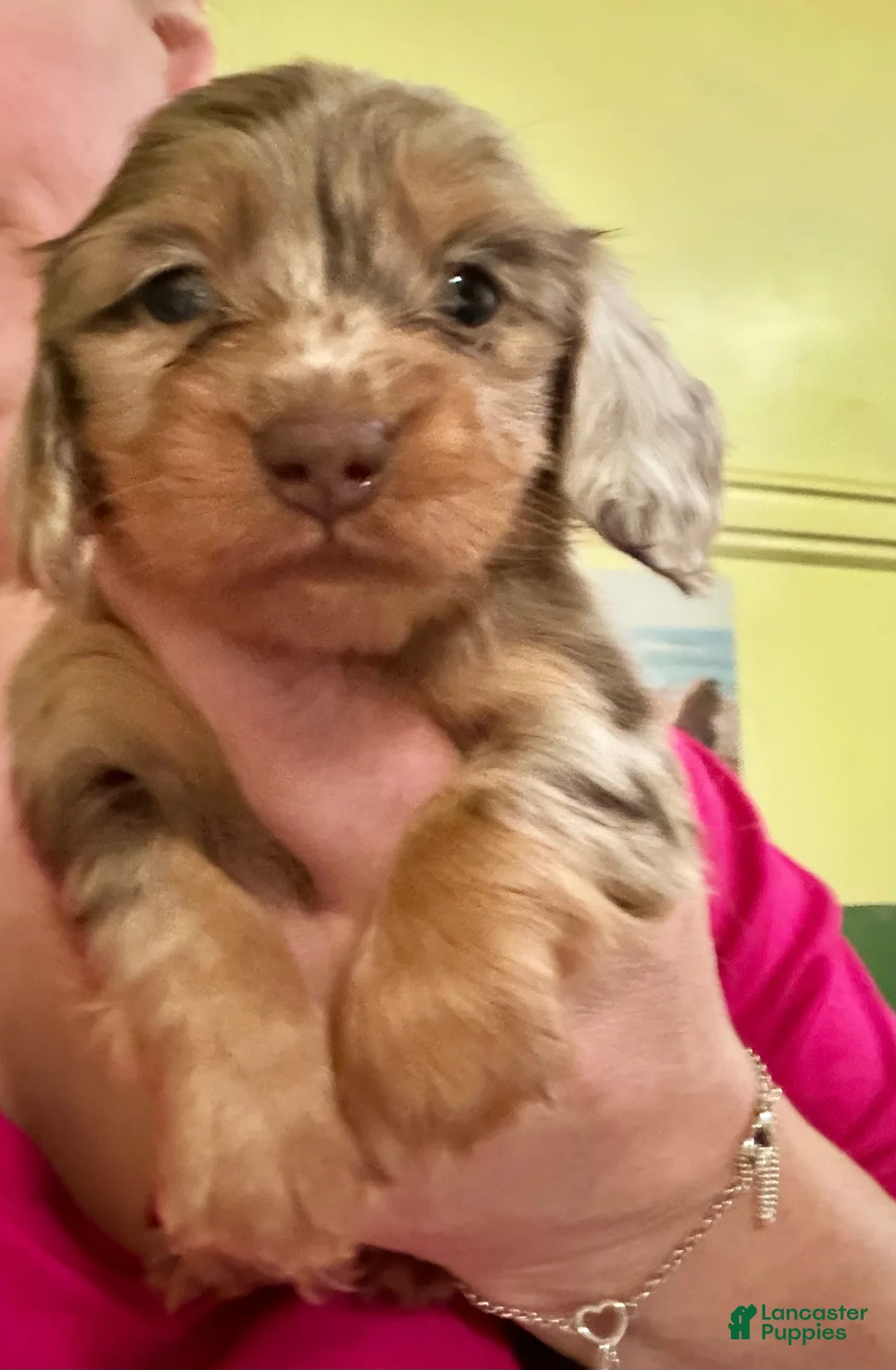 Miniature Dachshund dogs for sale: Russian akc - Ad 1