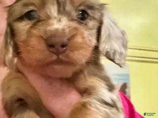 Miniature Dachshund dogs Russian akc - Ad 27