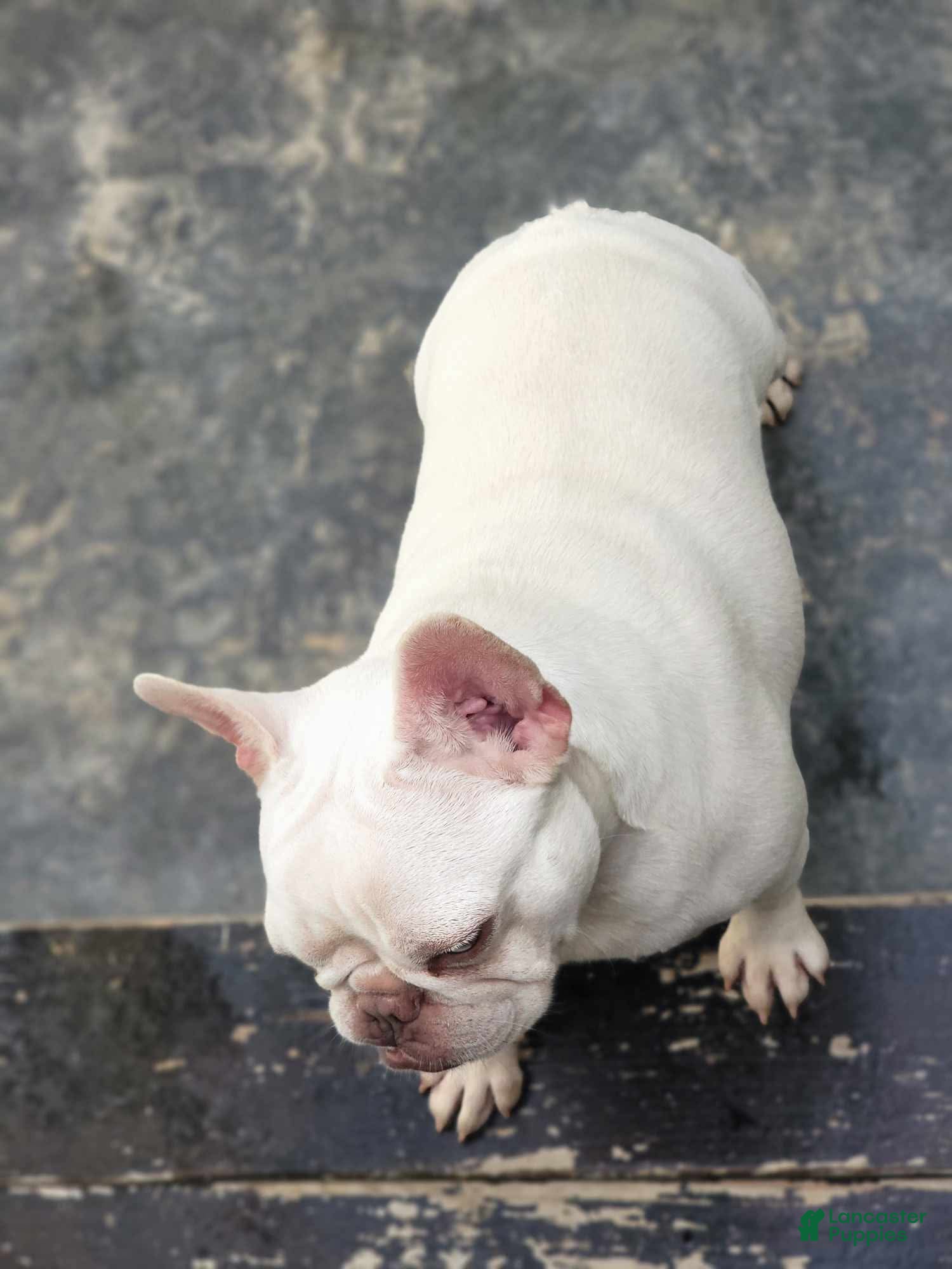 French Bulldog dogs for sale: French Bulldog Puppy 1 - Ad 3