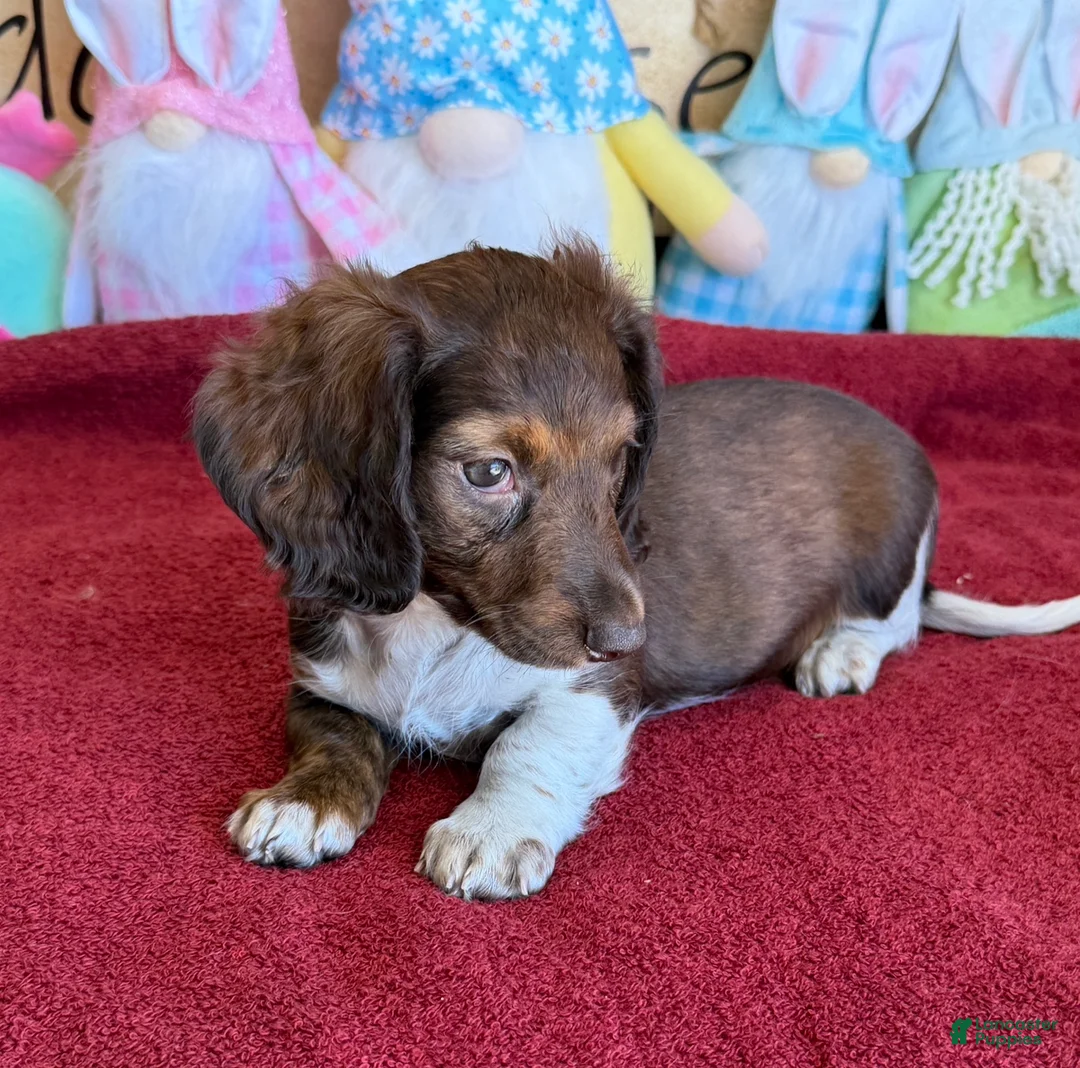 Dachshund dogs for sale: Deacon - Ad 3