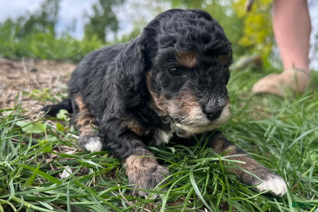 Mini Bernedoodle dogs for sale: Bacon - Ad 2