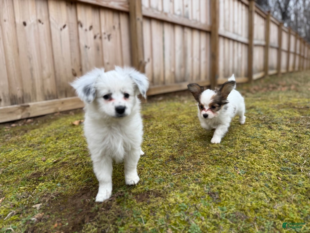 Mixed Breed dogs for sale: Gracie - Ad 3