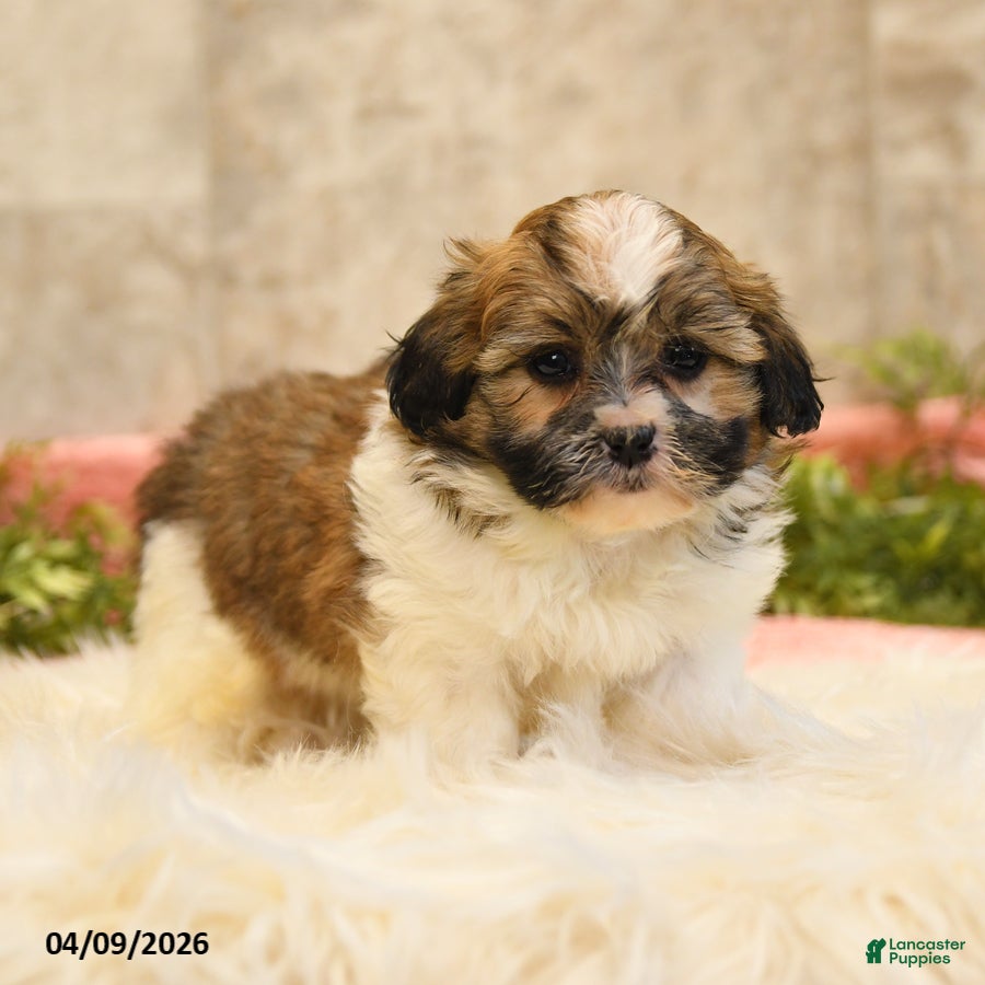 Teddy Bear dogs Tania - Ad 1