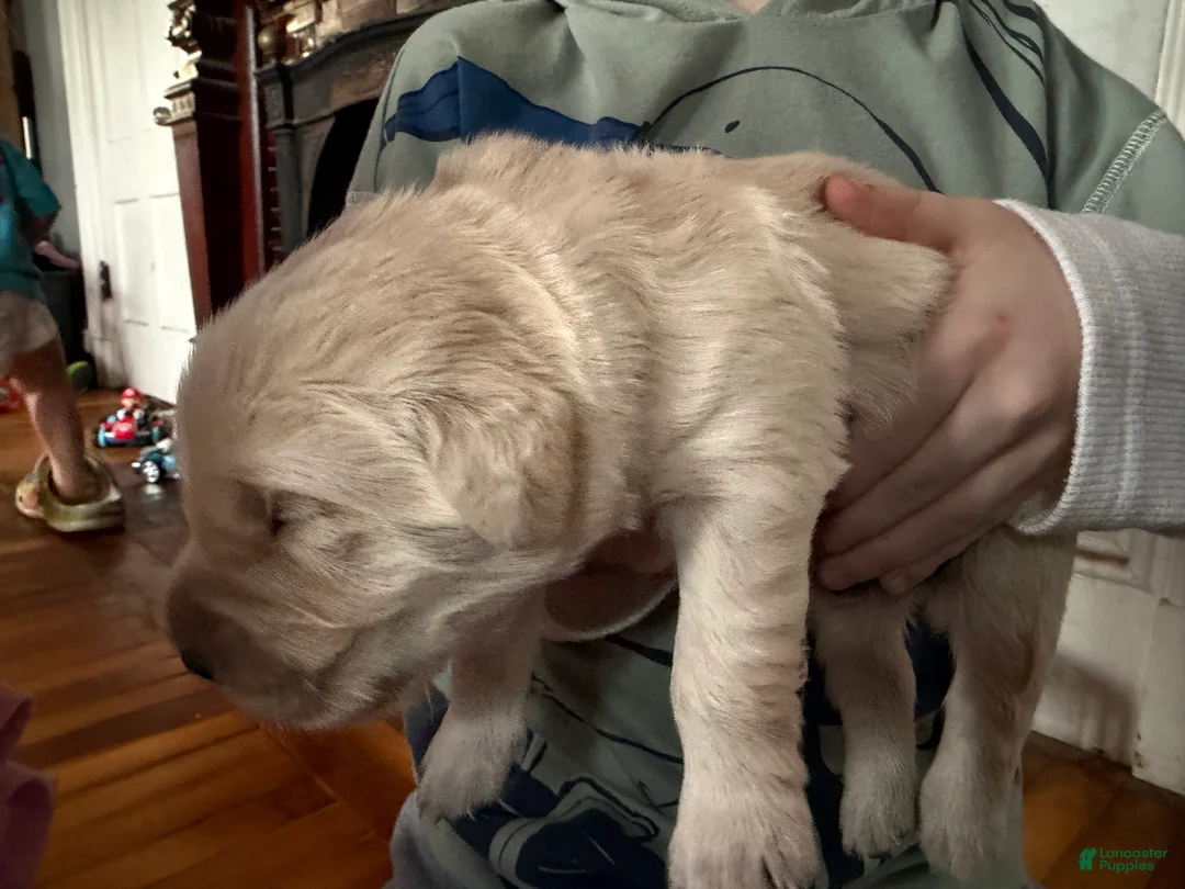 Golden Retriever dogs for sale: Golden Retriever Puppy 4 Green - Ad 2