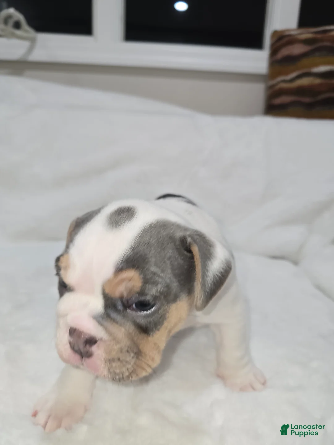 English Bulldog dogs for sale: English Bulldog Puppy 4 - Ad 2