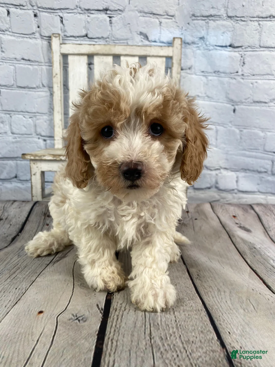 Cavapoo dogs for sale: Sadie - Ad 1