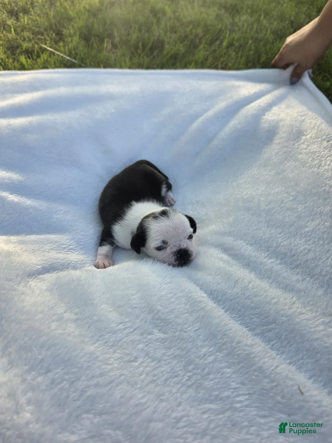 Pug dogs for sale: Female panda pug puppy - Ad 2