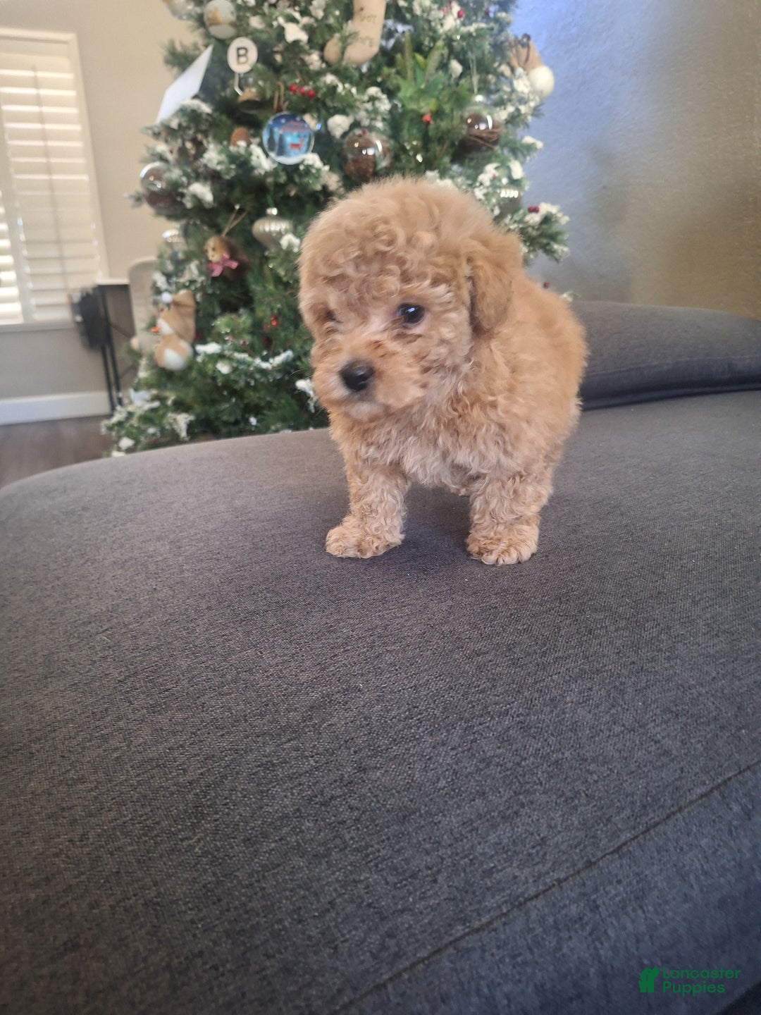 Toy Poodle dogs for sale: Brownie  - Ad 1