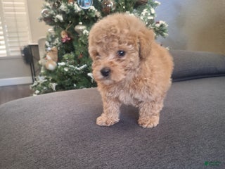 Toy Poodle dogs Brownie - Ad 3