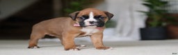 Boxer dogs for sale: Sadie - Ad 6