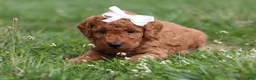 Mini Goldendoodle dogs for sale: Tasha - Ad 8