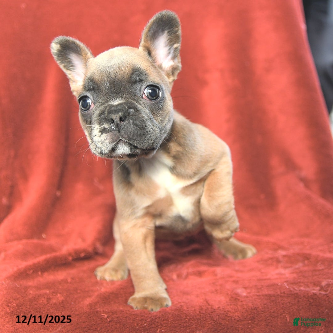 French Bulldog dogs for sale: Amy - Ad 4