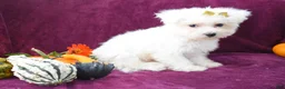 Maltese dogs for sale: Mason 🦴 - Ad 6